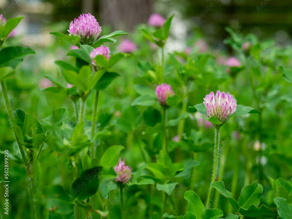 野原に咲くムラサキツメクサの花 野原に咲くムラサキツメクサの花