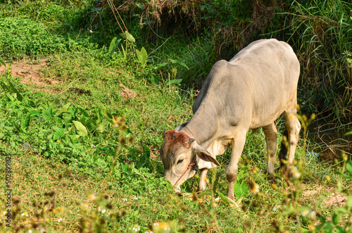 cows grazing in the field