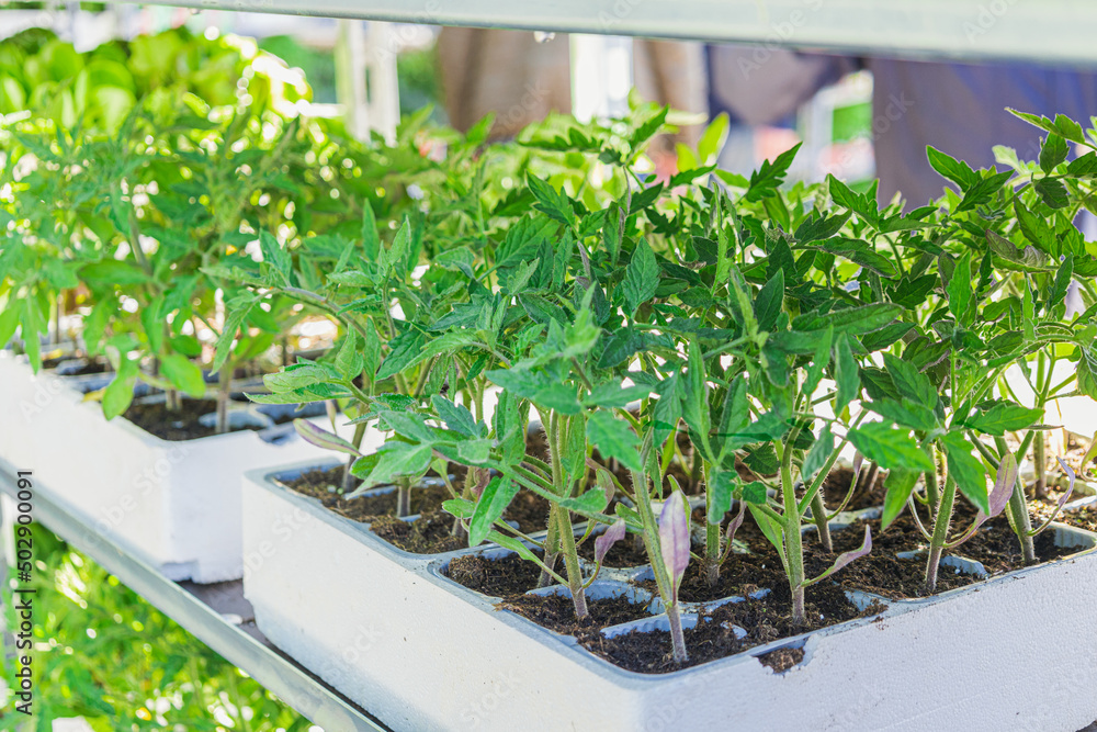 Cultivation of young tomato seedlings in pots for sale