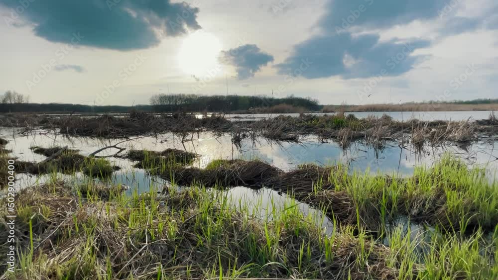 swamp pond in the park. green grass a flooded wetland landscape. landscape lake natural swamps park nature. environmental protection concept swamp lifestyle in the park swamp pond in the park. green grass a flooded wetland landscape. landscape lake natural swamps park nature. environmental protection concept swamp lifestyle in the park