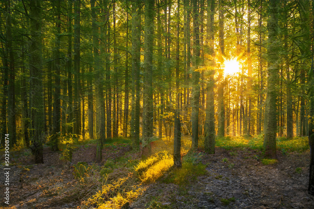 Magical sunset in the forest.