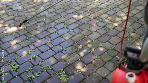 treatment of weeds with herbicides using a spray gun at the joints of paving slabs. video footage.