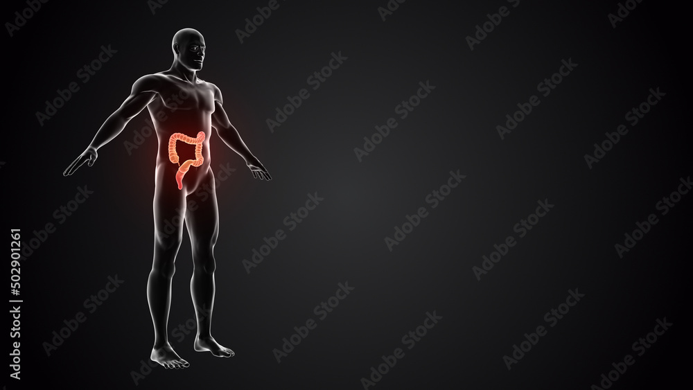 Obraz premium Human body with Large intestine.