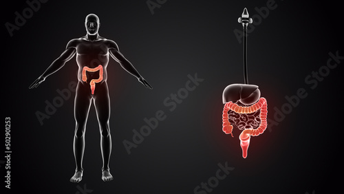 Human body with Large intestine	 photo