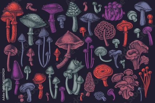 Forest mushrooms hand drawn vector illustrations collection. Stylized mushrooms, fly agaric, blewit, etc.