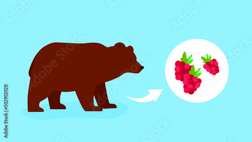 bear loves to eat raspberries