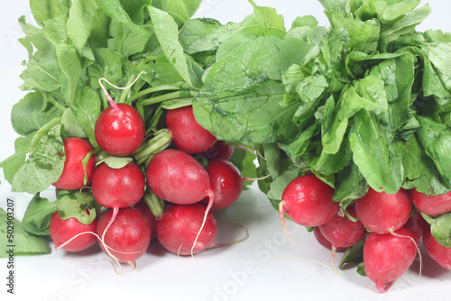 group of red radishes spring harvest-