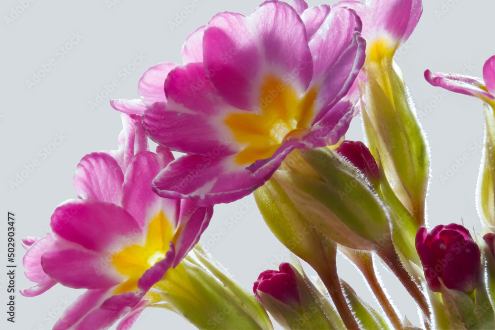 Fototapeta premium Inflorescence of primrose flowers in close-up. The first flowers of early spring. Macrophoto. The flowers are magenta on the edge and yellow in the center.