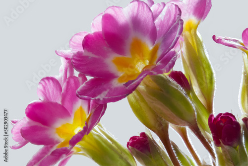 Inflorescence of primrose flowers in close-up. The first flowers of early spring. Macrophoto. The flowers are magenta on the edge and yellow in the center.