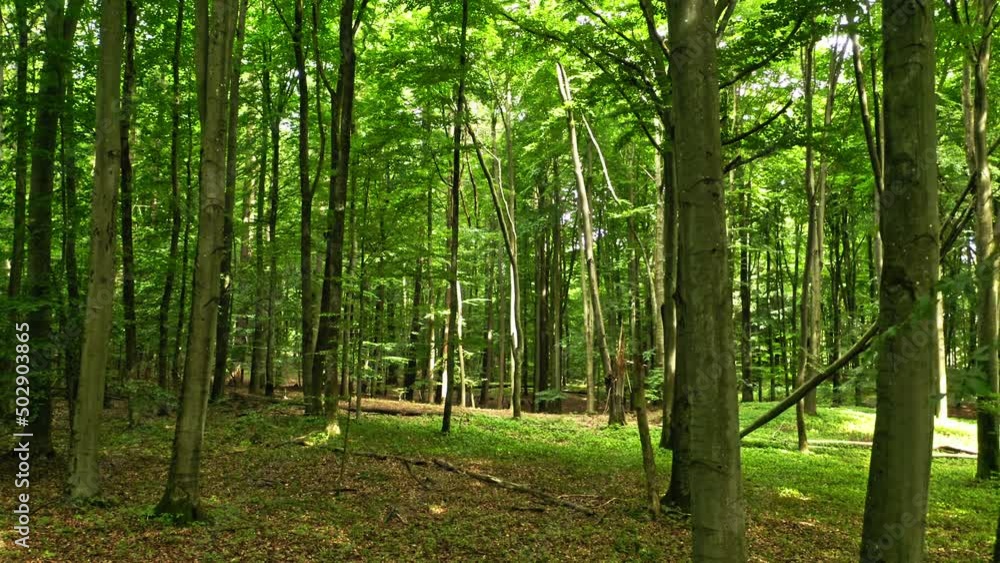 Summer forest and leafy footpath in Poland Summer forest and leafy footpath in Poland