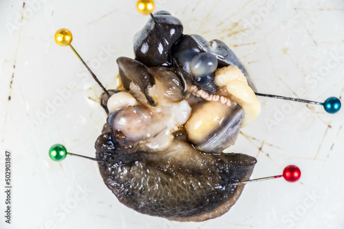 Structure of Giant African Snail in the laboratory. photo