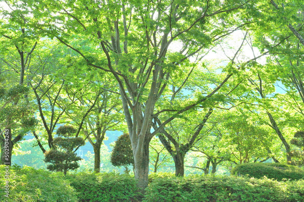 Fototapeta premium 新緑の公園
