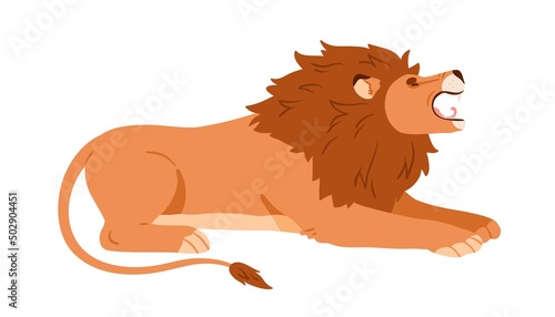 African lion lying and roaring. Wild male feline with shaggy mane, side view....