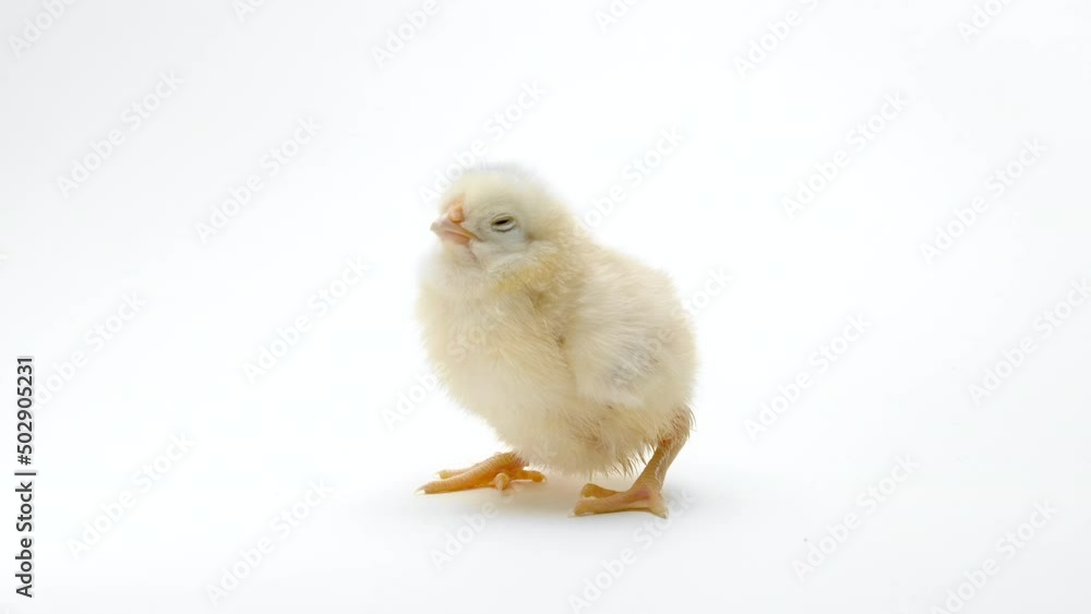 Little baby newborn chicken chick on light white studio background. Concept of traditional easter bird, spring celebration. Isolated object, perfect for projects. Little baby newborn chicken chick on light white studio background. Concept of traditional easter bird, spring celebration. Isolated object, perfect for projects.