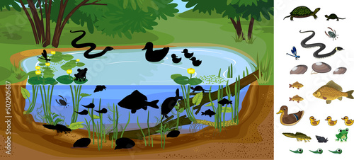 Find the right shade. Ecosystem of pond with different animals (birds, insects, reptiles, fishes, amphibians) in their natural habitat. Schema of pond ecosystem structure for biology lessons
