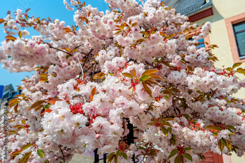 Beautiful pink and rosy decorative cherry tree blossoms. Concept Spring, renewal and happiness.