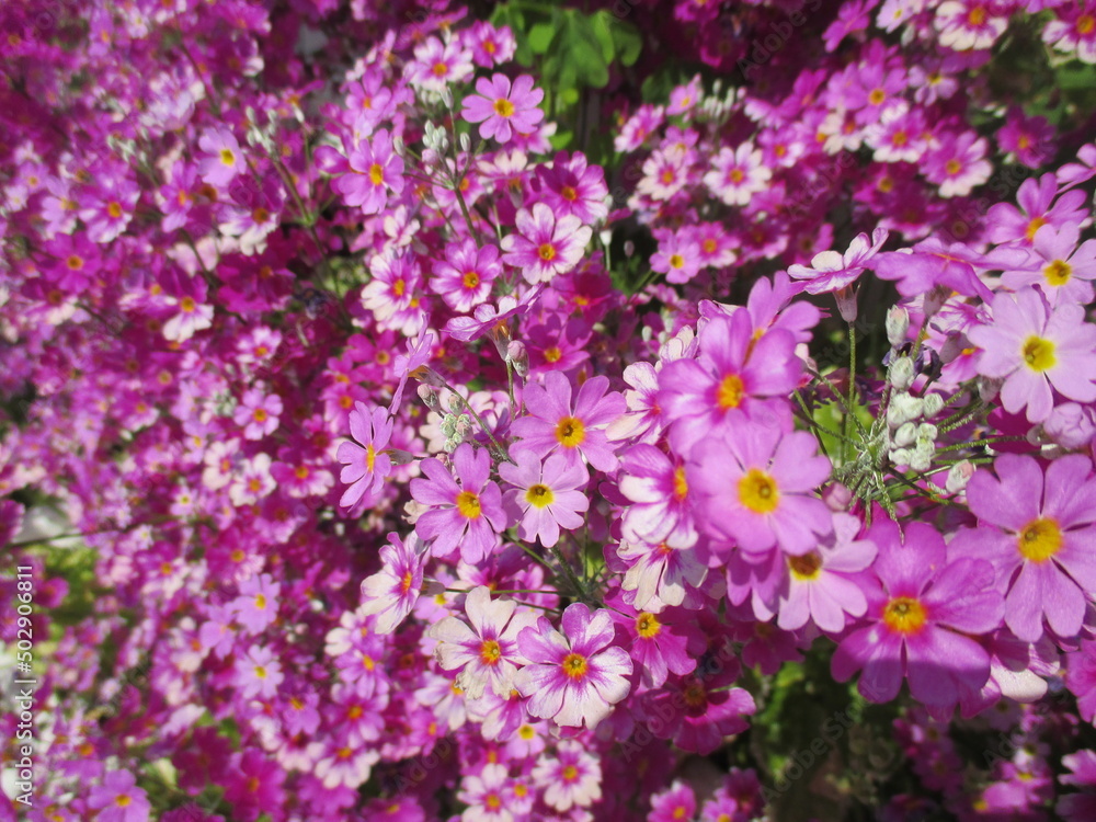 春の花壇に美しく咲き誇る、紫色が鮮やかなPrimula malacoides