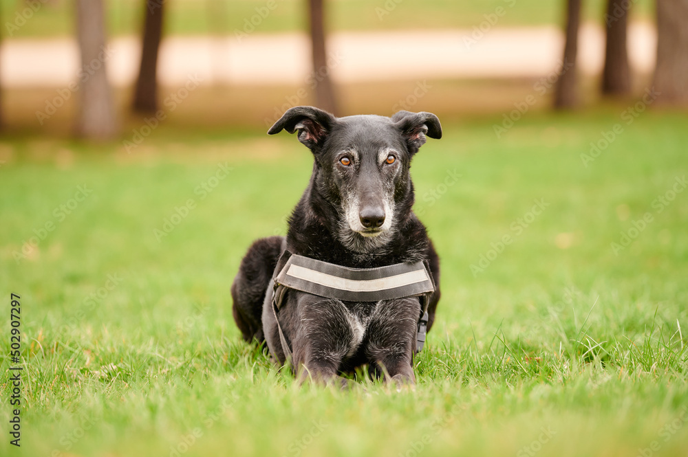 Ground level of loyal black dog with harness lying on grass looking at camera on cloudy day in park Ground level of loyal black dog with harness lying on grass looking at camera on cloudy day in park