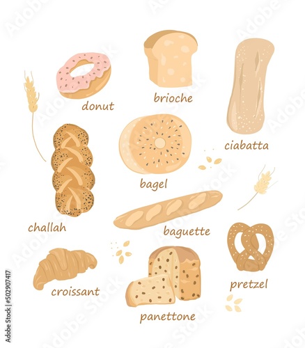 Set with bakery products. Baguette, ciabatta, pretzel, brioche.Colorful vector illustration isolated on white background. Various types of sweet pastries.