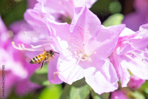 Honey bee flies to azalea flowers for pollen.