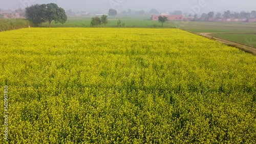 Drone shot of rural area of Pakistan with the fields of soybeans  photo