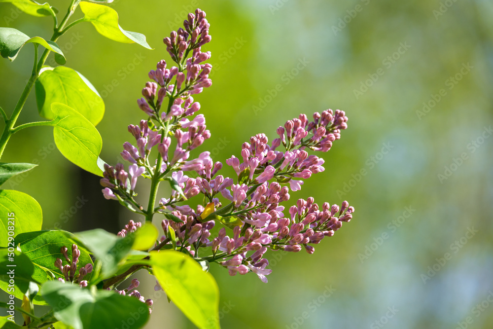lilac branch with leaves lilac branch with leaves