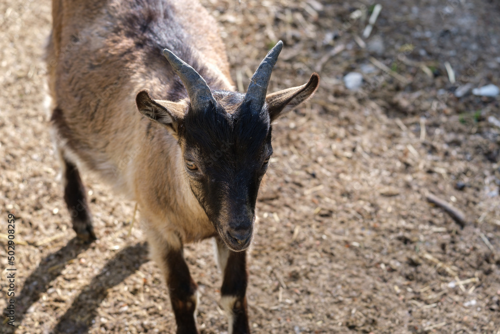 goat in the zoo goat in the zoo