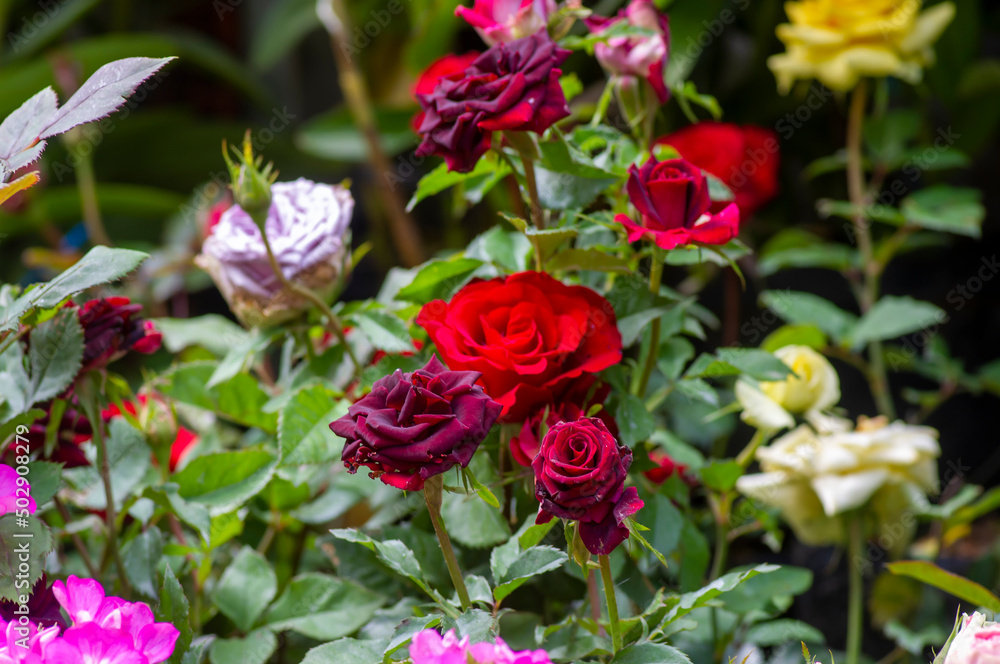 Dark red rose with colorful flower blur background, on shallow focus