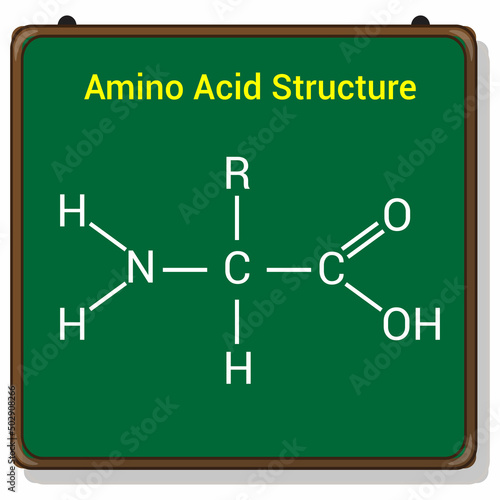 the general structure of an amino acid