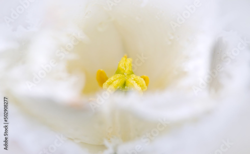 Photographie Close up of white tulip .Abstract flower background.