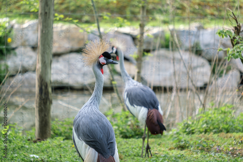 Obraz premium grey crowned cranes