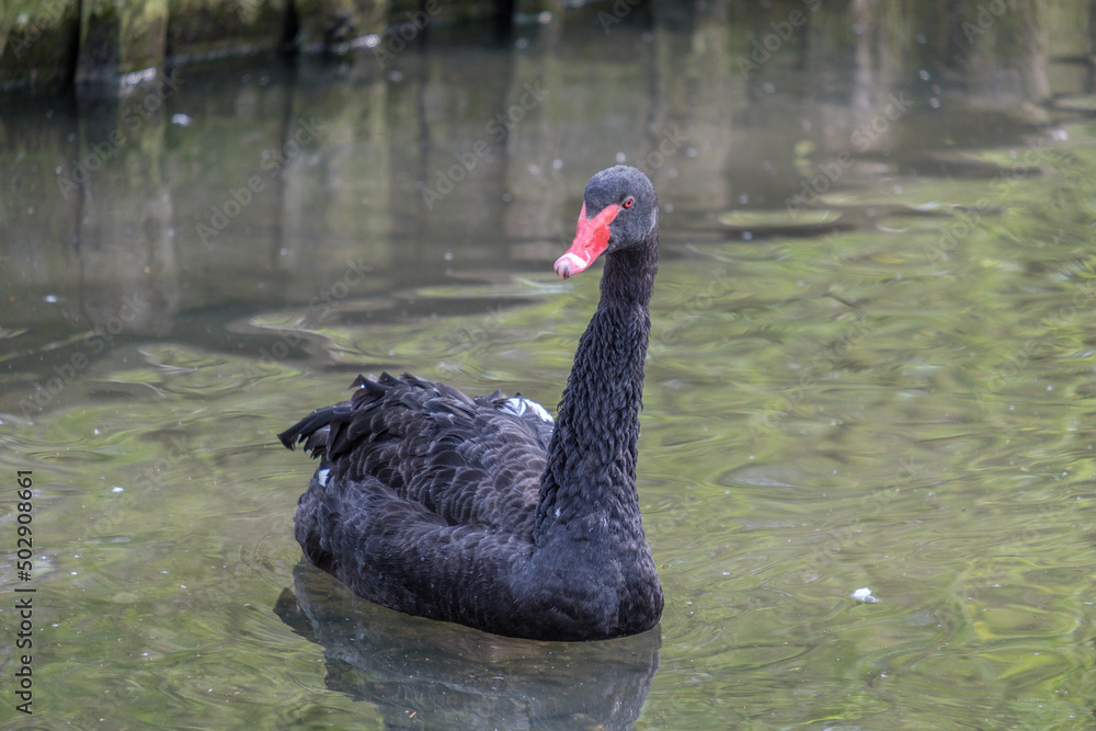 Naklejka premium black swan on the lake