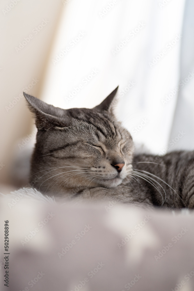 眠る猫 サバトラ猫 眠る猫 サバトラ猫