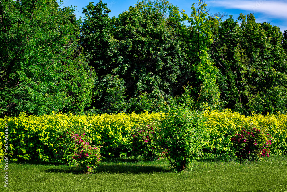 deciduous bushes trimmed on a lawn with green grass in a park with trees on a sunny summer day illuminated by sunlight, natural background, nobody.
