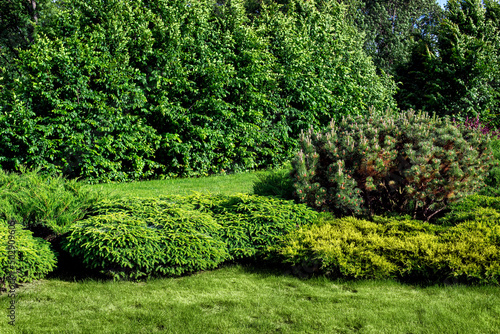 evergreen pine and thuja bushes on a lawn with green grass in a park with deciduous trees on a sunny summer day lit by sun, natural parkland background, nobody.