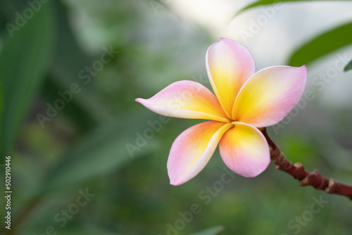 Plumeria flower. pink yellow and white frangipani tropical flower.