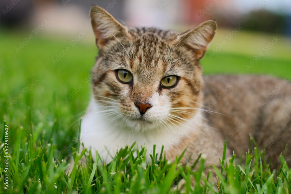 Defocus. Close-up portrait of a cat not stinging on a green lawn. A beautiful pet.