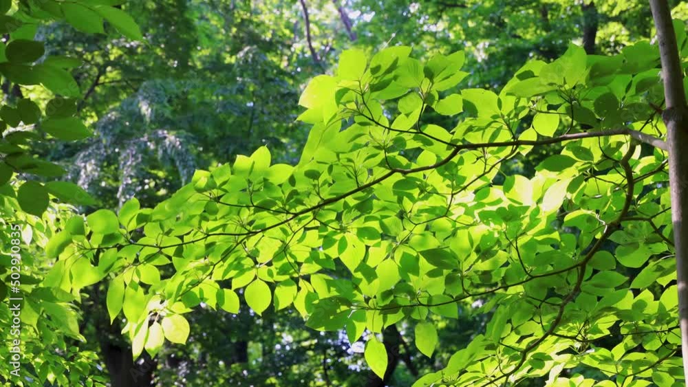 優しい日差しを受け風に静かに揺れる緑色の葉
