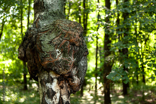 Enormous birch chaga mushroom growing on birch trunk. Used for healing tea in folk medicine. Strong antioxidant photo
