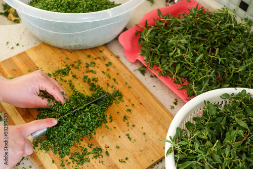 In Turkey, chopping madımak grass from herbal food, Madımak grass for yozgat madımak dish, photo