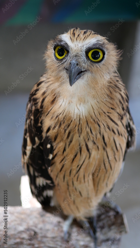 Fototapeta premium Exotic birds live in the tropics of Indonesia, looks very beautiful