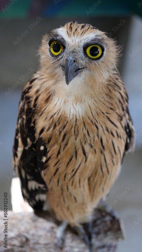 Fototapeta premium Exotic birds live in the tropics of Indonesia, looks very beautiful