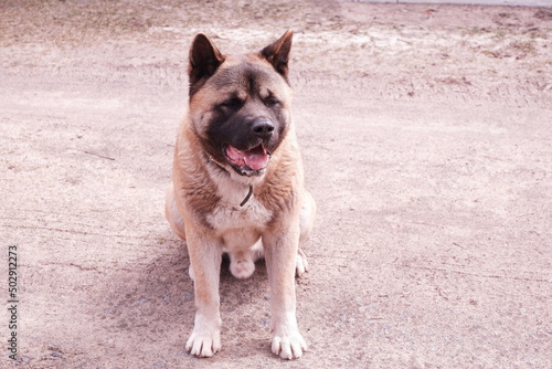 American Akita dog breed