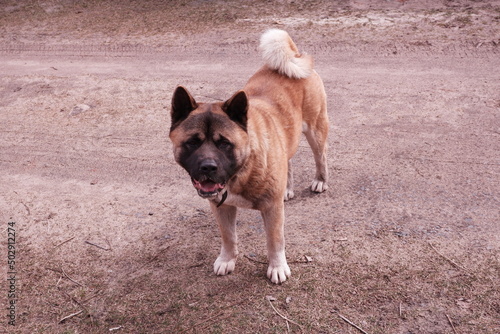 American Akita dog breed