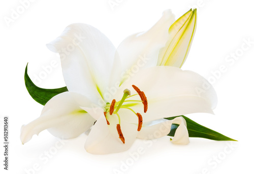 Wonderful white Lily with a bud isolated on white background  including clipping path without shade.