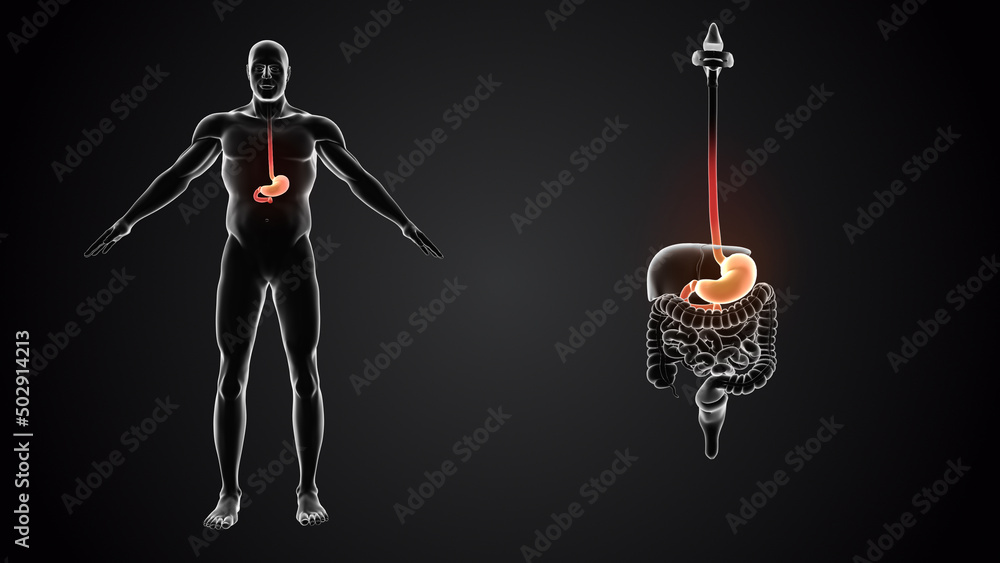 Human body with stomach anatomy Stock Illustration Biology Diagrams