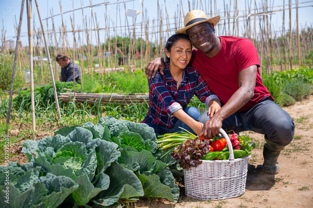 Fototapeta premium Happy couple of professional gardeners posing with harvest of vegetables and lettuce in garden