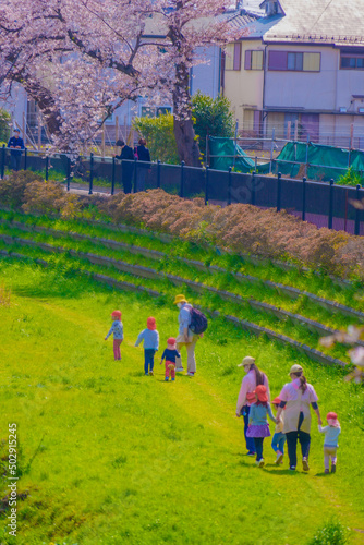 野川の桜と幼稚園児