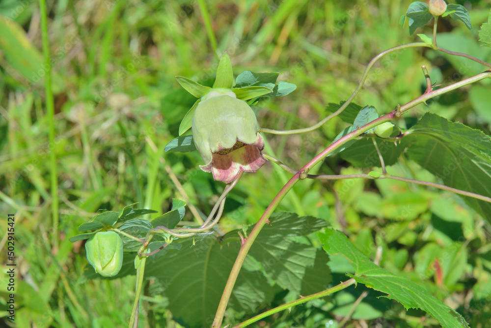 Wildflower (Codonopsis ussuriensis) Wildflower (Codonopsis ussuriensis)