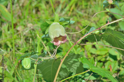 Wildflower (Codonopsis ussuriensis) photo